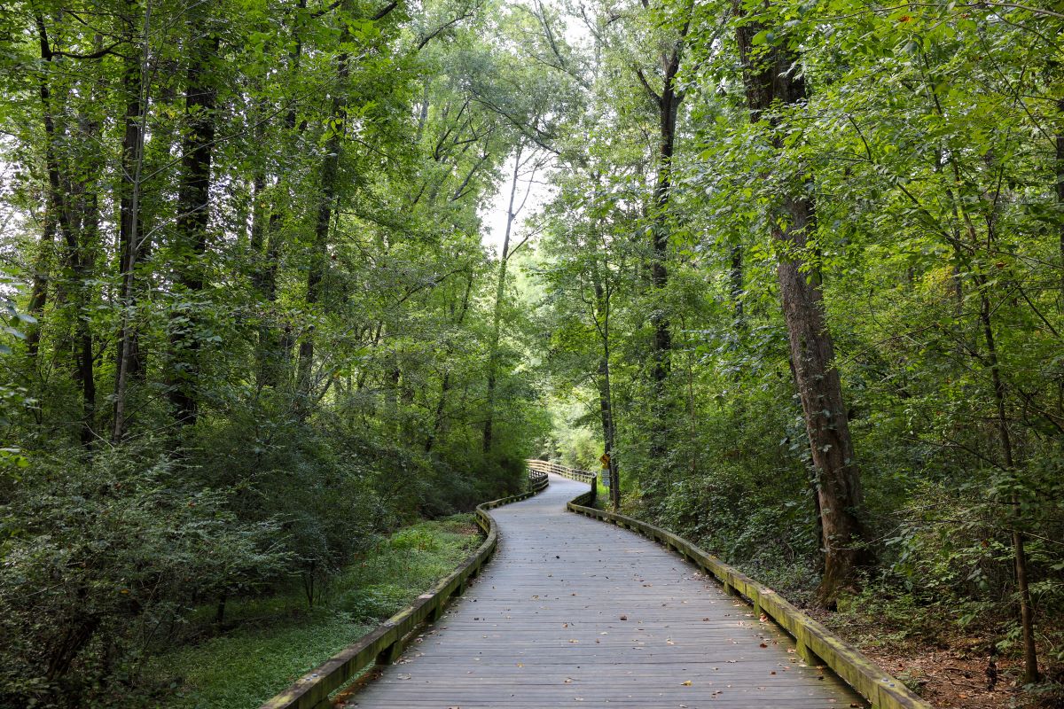 Outdoor scene with a wooden path leading through trees